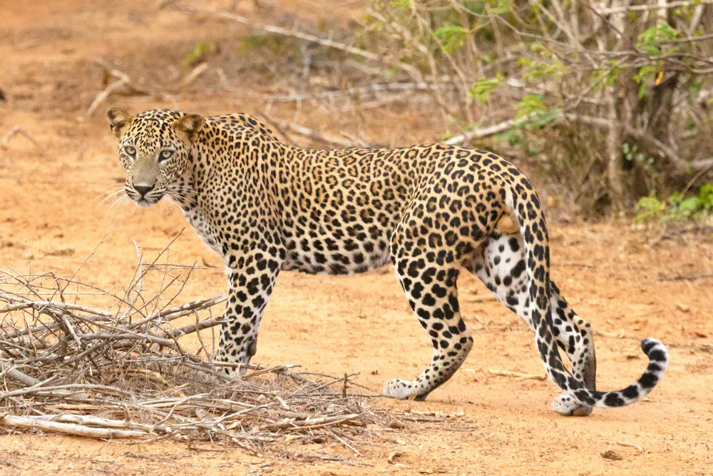 Yala, Sri Lanka